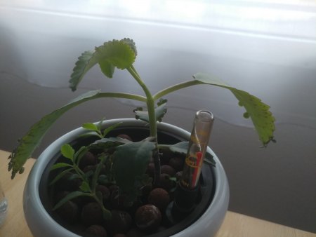 Kalanchoe: Keine Kindel