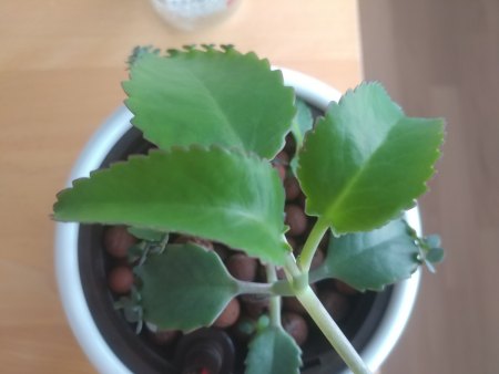 Kalanchoe: Keine Kindel