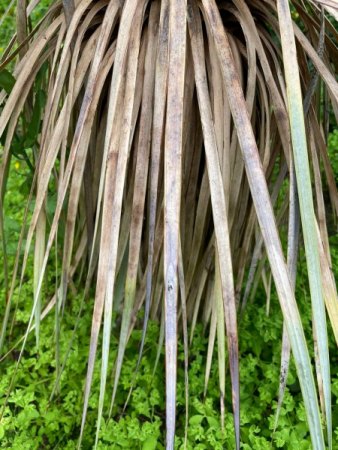 Yucca - es geht ihr immer schlechter
