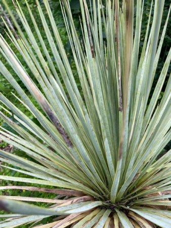 Yucca - es geht ihr immer schlechter