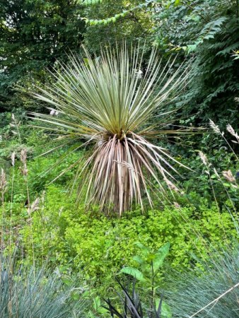 Yucca - es geht ihr immer schlechter