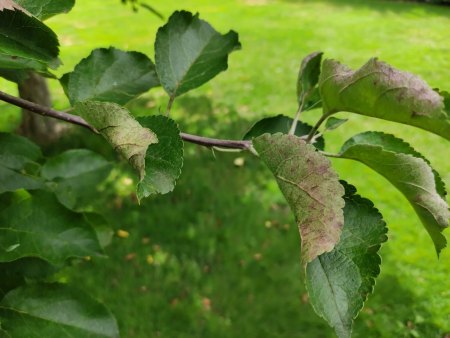 Apfelbäume haben fleckige + gerollte Blätter