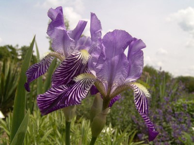 iris_swertii.jpg