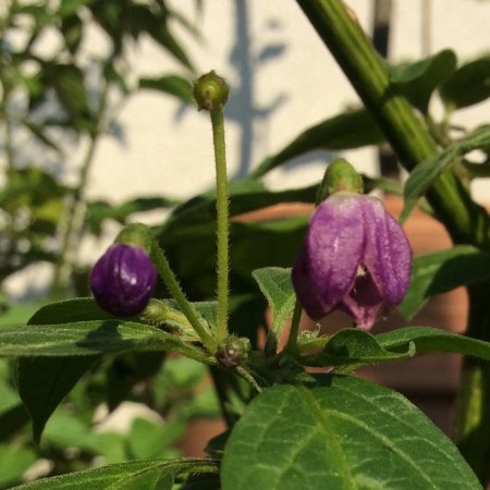 Rocoto Ají largo