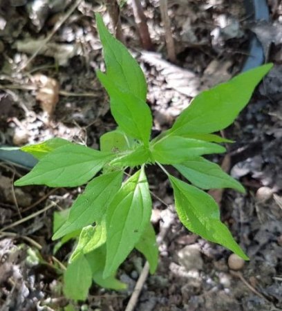 Was wächst da in meinem Garten?