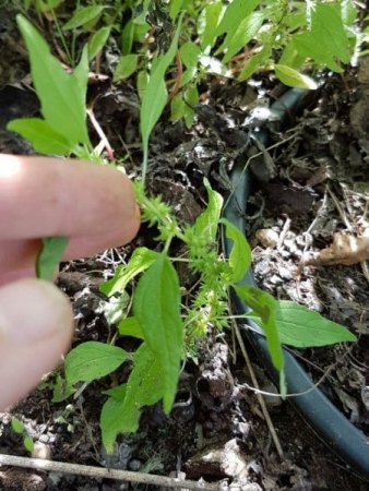 Was wächst da in meinem Garten?