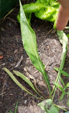Was wächst da in meinem Garten?