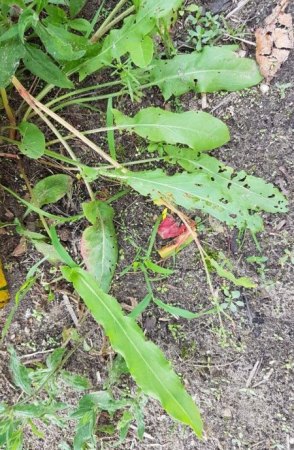Was wächst da in meinem Garten?
