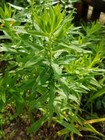 Was wächst da in meinem Garten?