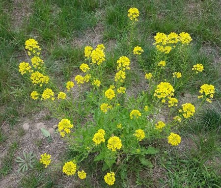 Was wächst da in meinem Garten?