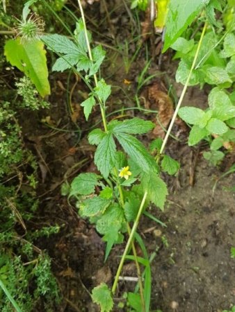Was wächst da in meinem Garten? 2