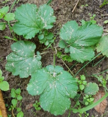 Was wächst da in meinem Garten? 2