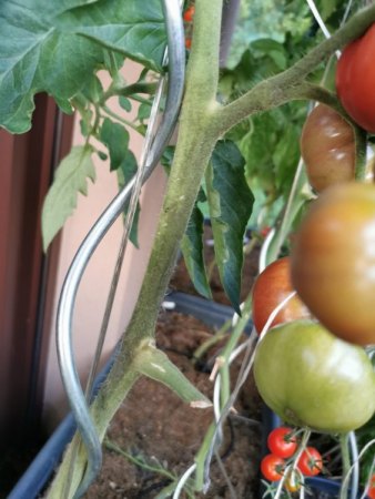 Tomaten - Paradeiser - Solanum lycopersicum