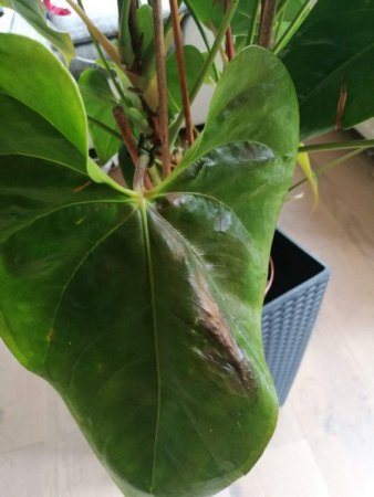 Was hat meine Anthurie?