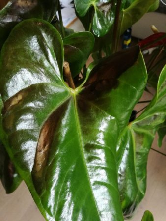 Was hat meine Anthurie?