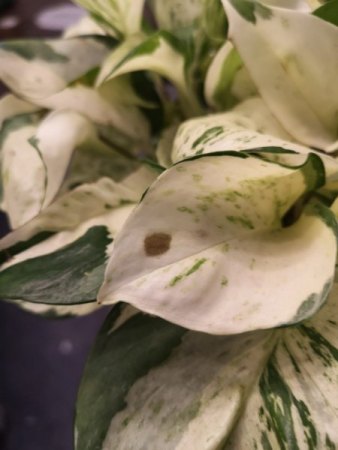 Epipremnum Manjula/Happy Leaf