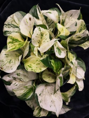 Epipremnum Manjula/Happy Leaf