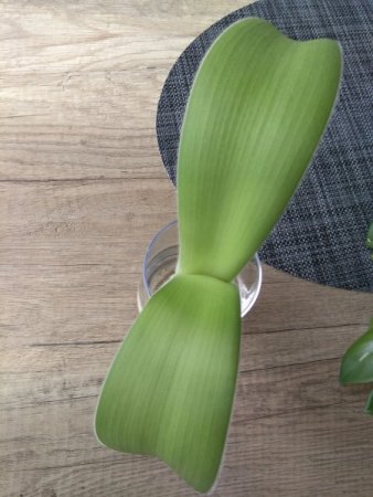 Was habe ich da geschenkt bekommen ? - Elefantenohr - Hämathus albiflos