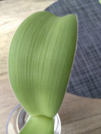 Was habe ich da geschenkt bekommen ? - Elefantenohr - Hämathus albiflos