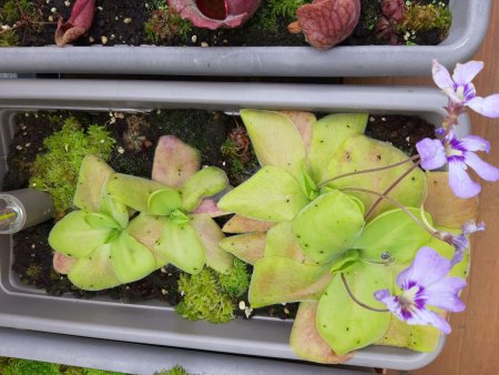 Karnivoren - Drosera - Sarracenia - Pinguicula - Nepenthes