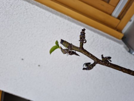 Nashi-Birne kämpft ums Überleben, bräuchte Hilfe