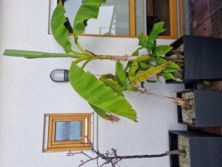 Nashi-Birne kämpft ums Überleben, bräuchte Hilfe