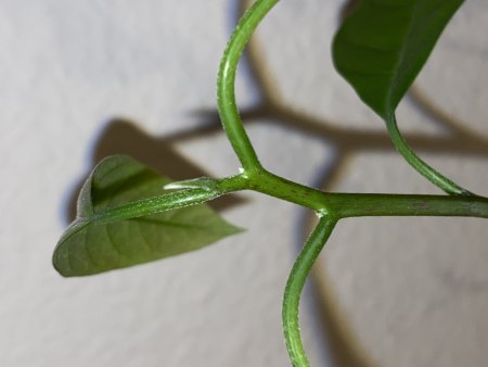 Avocadotrieb zu lang, Schneiden?
