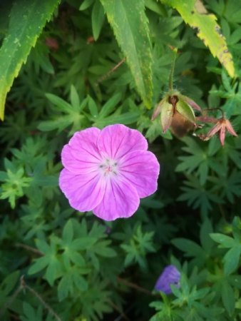 Was ist das für eine  Pflanze  Pelargonie oder Geranium ? - Pelargonium