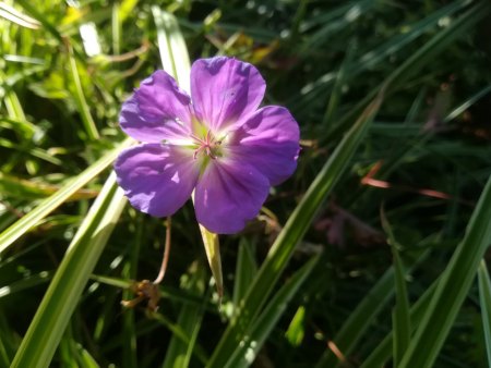 Was ist das für eine  Pflanze  Pelargonie oder Geranium ? - Pelargonium