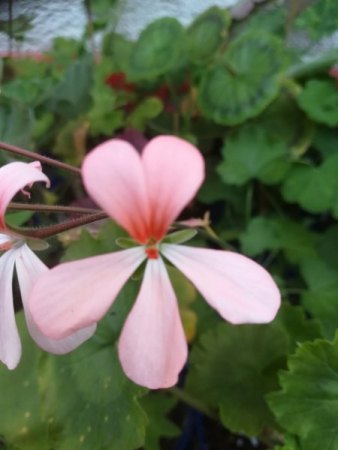 Was ist das für eine  Pflanze  Pelargonie oder Geranium ? - Pelargonium