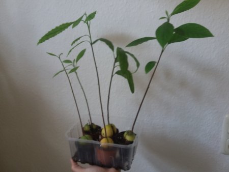 Avocadotrieb zu lang, Schneiden?