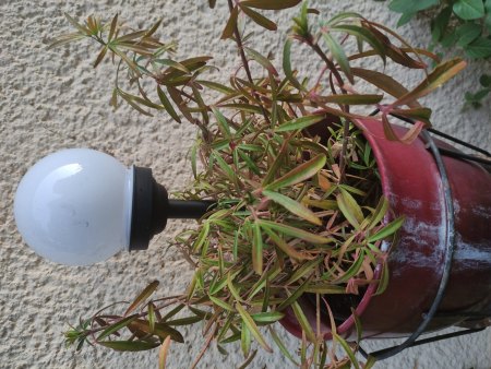 Welche Pflanzen hab ich hier?