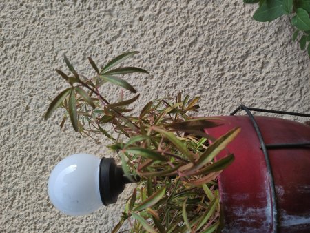 Welche Pflanzen hab ich hier?