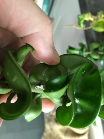 Hoya Carnosa compacta mit Wollläusen übersät