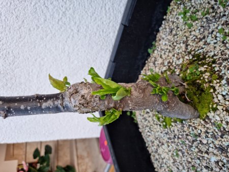 Nashi-Birne kämpft ums Überleben, bräuchte Hilfe