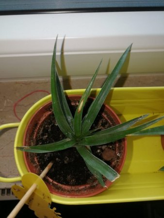 Ananas - braune Flecken