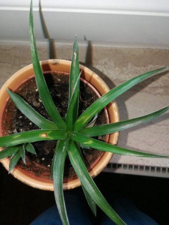 Ananas - braune Flecken