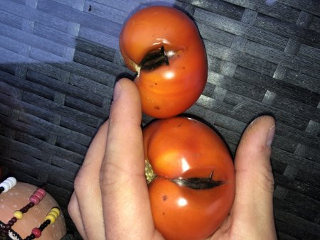 Tomatenfäule?