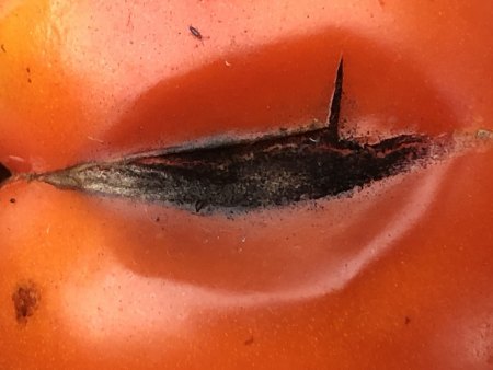 Tomatenfäule?