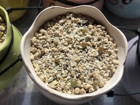Lebende Steine und Granite - Lithops - Pleiospilos III