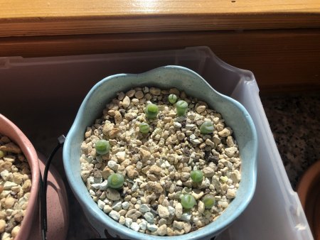 Lebende Steine und Granite - Lithops - Pleiospilos III