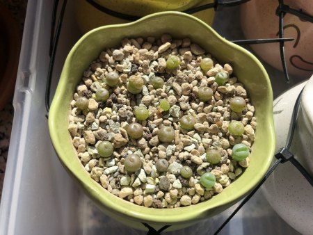 Lebende Steine und Granite - Lithops - Pleiospilos III