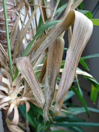 Yucca Palme - 1. Hilfe benötigt