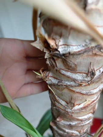 Yucca Palme - 1. Hilfe benötigt
