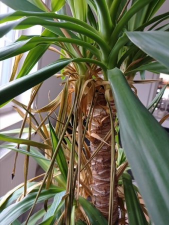 Yucca Palme - 1. Hilfe benötigt