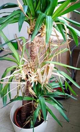 Yucca Palme - 1. Hilfe benötigt