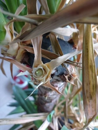 Yucca Palme - 1. Hilfe benötigt