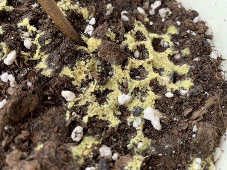 Gelbe Eier (?) oder gelber Schimmel (?) auf Blumenerde ·  Pflanzenkrankheiten & Schädlinge · GREEN24 Pflanzen & Garten Forum