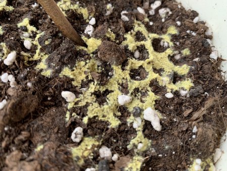 Gelbe Eier (?) oder gelber Schimmel (?) auf Blumenerde