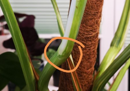 Monstera Variegata Steckling ohne Wurzel